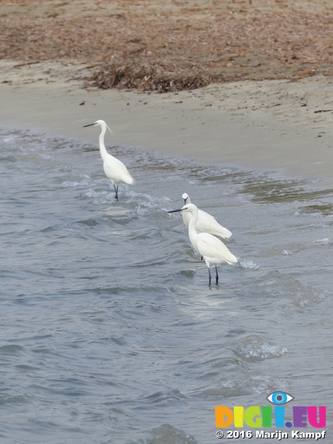 FZ027814 Little Egret on beach